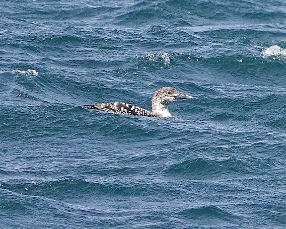 great northern diver